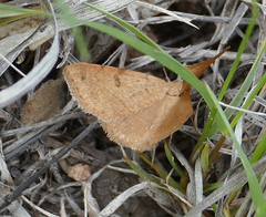 Hemeroplanis punitalis