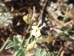 Astragalus whitneyi