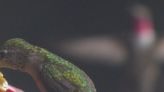 Selasphorus platycercus