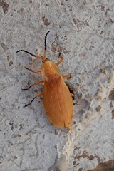 Lycus simulans