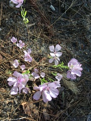 Clarkia dudleyana