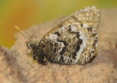 Oeneis bore edwardsi