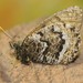 Oeneis bore edwardsi - Photo (c) Jacob Bell,  זכויות יוצרים חלקיות (CC BY-NC), uploaded by Jacob Bell