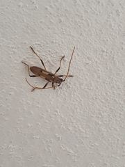 Eburia powelli