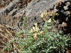 Astragalus whitneyi