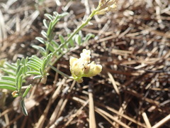 Astragalus whitneyi