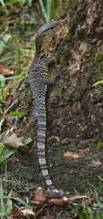Varanus salvator macromaculatus