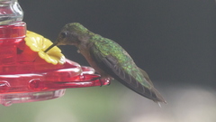 Selasphorus platycercus