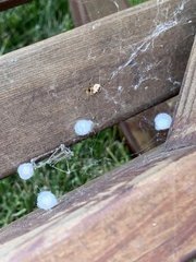 Theridiidae