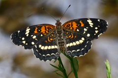 Anthanassa texana seminole