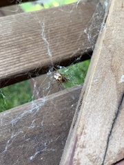 Theridiidae