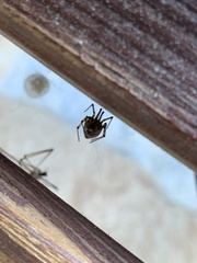Theridiidae