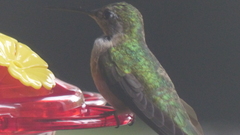 Selasphorus platycercus
