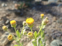 Erigeron petrophilus
