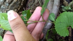 Rosaceae