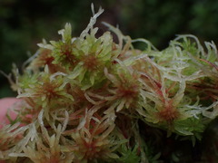Sphagnum subnitens
