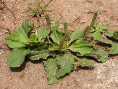 Plantago asiatica