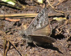 Erynnis propertius