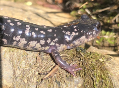 Plethodon cylindraceus