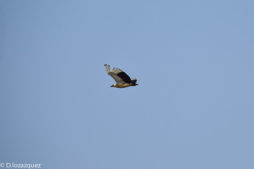 Palm-nut Vulture