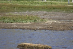 Recurvirostra americana