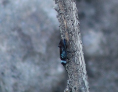 Dryudella caerulea