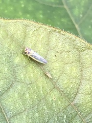 Xyphon reticulatum