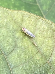 Xyphon reticulatum
