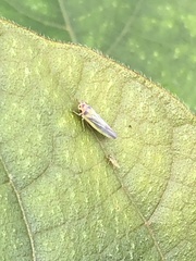 Xyphon reticulatum