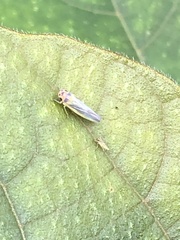 Xyphon reticulatum