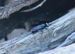 Dryudella caerulea