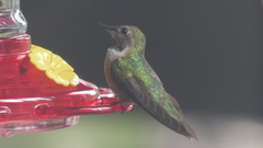 Selasphorus platycercus