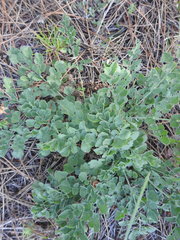 Pimpinella villosa