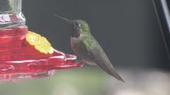 Selasphorus platycercus