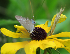 Satyrium caryaevorus
