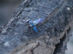 Dryudella caerulea