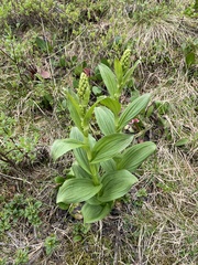 Veratrum oxysepalum