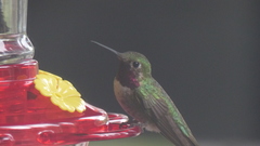Selasphorus platycercus
