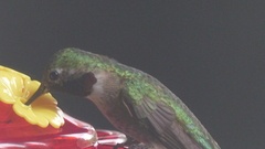 Selasphorus platycercus
