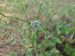 Pimpinella villosa