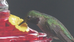 Selasphorus platycercus