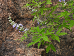 Vitex negundo heterophylla