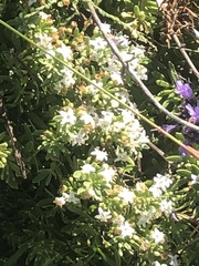 Myoporum parvifolium