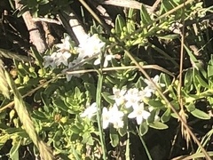 Myoporum parvifolium