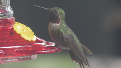 Selasphorus platycercus