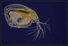 Simocephalus