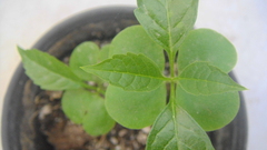 Tabebuia rosea