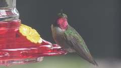 Selasphorus platycercus