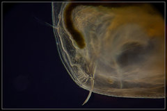 Simocephalus