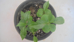 Tabebuia rosea